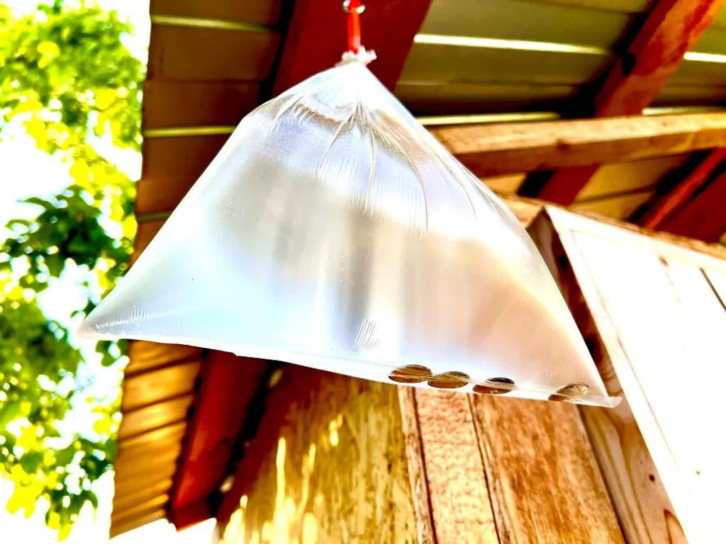 Hang Pennies in a Bag of Water: Does It Really Work?